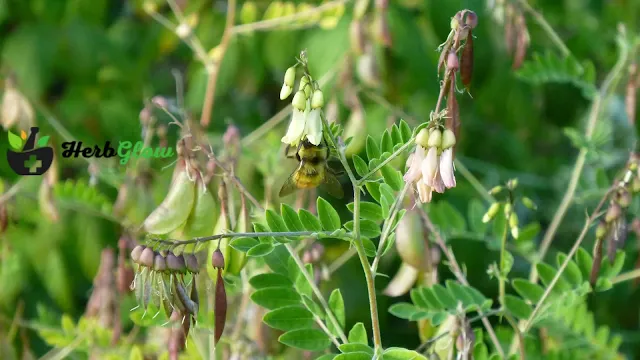 Astragalus