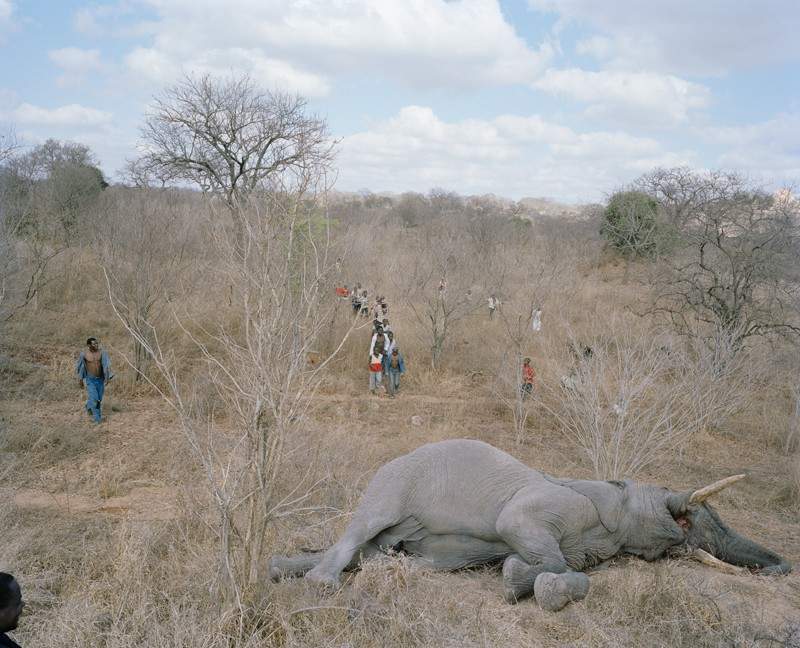 http://www.opoae.com/2013/03/warga-zimbabwe-berebut-bangkai-gajah.html