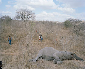 http://www.opoae.com/2013/03/warga-zimbabwe-berebut-bangkai-gajah.html