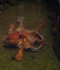 2012-06-02 Seaside 007