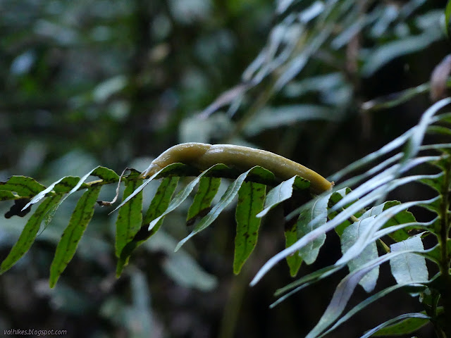 big banana slug on a fern