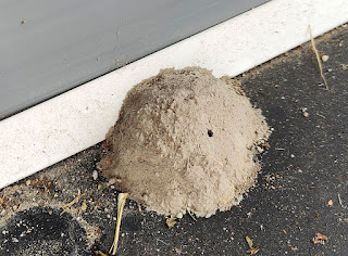 Mud wasp nest