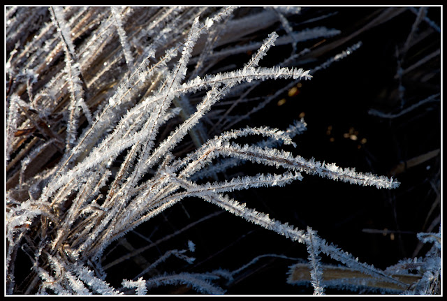 Nova Scotia; Frost, Ice Crystals