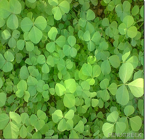 fenugreek
