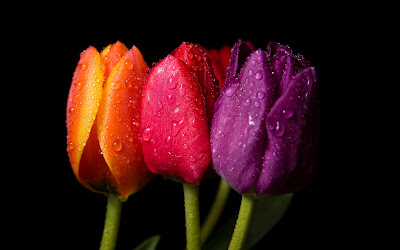 Tulipanes de colores para el Día de las Madres