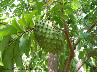 Contoh pokok durian belanda