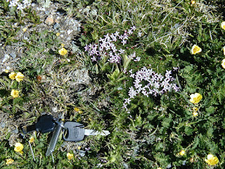 Phlox sibirica pulvinata, Tundra Communities, Rocky Mountain National Park