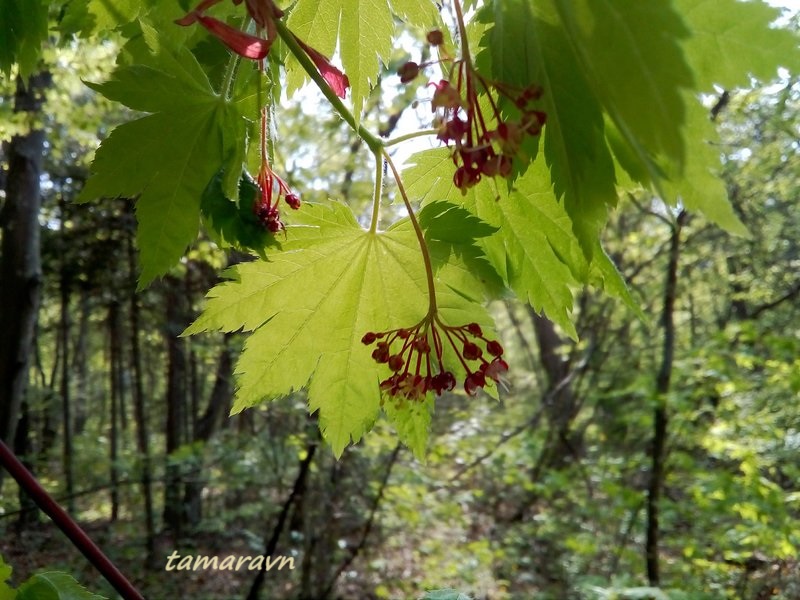 Клён ложнозибольдов (Acer pseudosieboldianum)