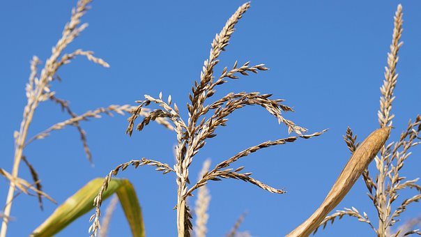 Jagung memiliki bunga jantan dan bunga betina