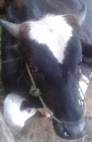 harga sapi qurban kurban 2013 250h gg