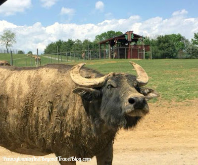 Virginia Safari Park & Zoo in Natural Bridge, Virginia