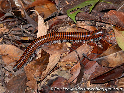 Giant Millipede (Thyropygus sp.)