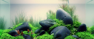 AQUASCAPE MINIMALIS BATU