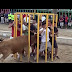 Funny Videos   People fails videos, bull fighting ,Try Not to Laugh or Grin While Watching This