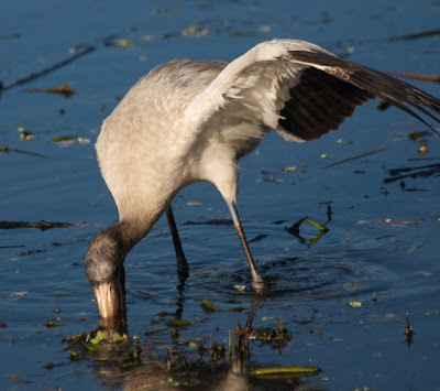 Wood Stork (Mycteria americana)