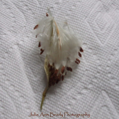 Tropical Milkweed Seed Pod Opening with Seeds