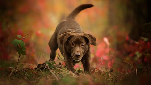 Chesapeake Bay Retriever