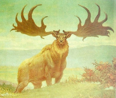 Irish elk