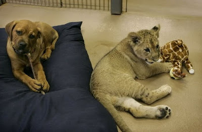 Baby Lion Wrestling with Puppy Seen On www.coolpicturegallery.us