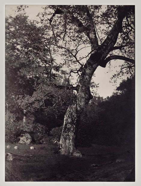 Forêt de Fontainebleau, Gustave Le Gray.