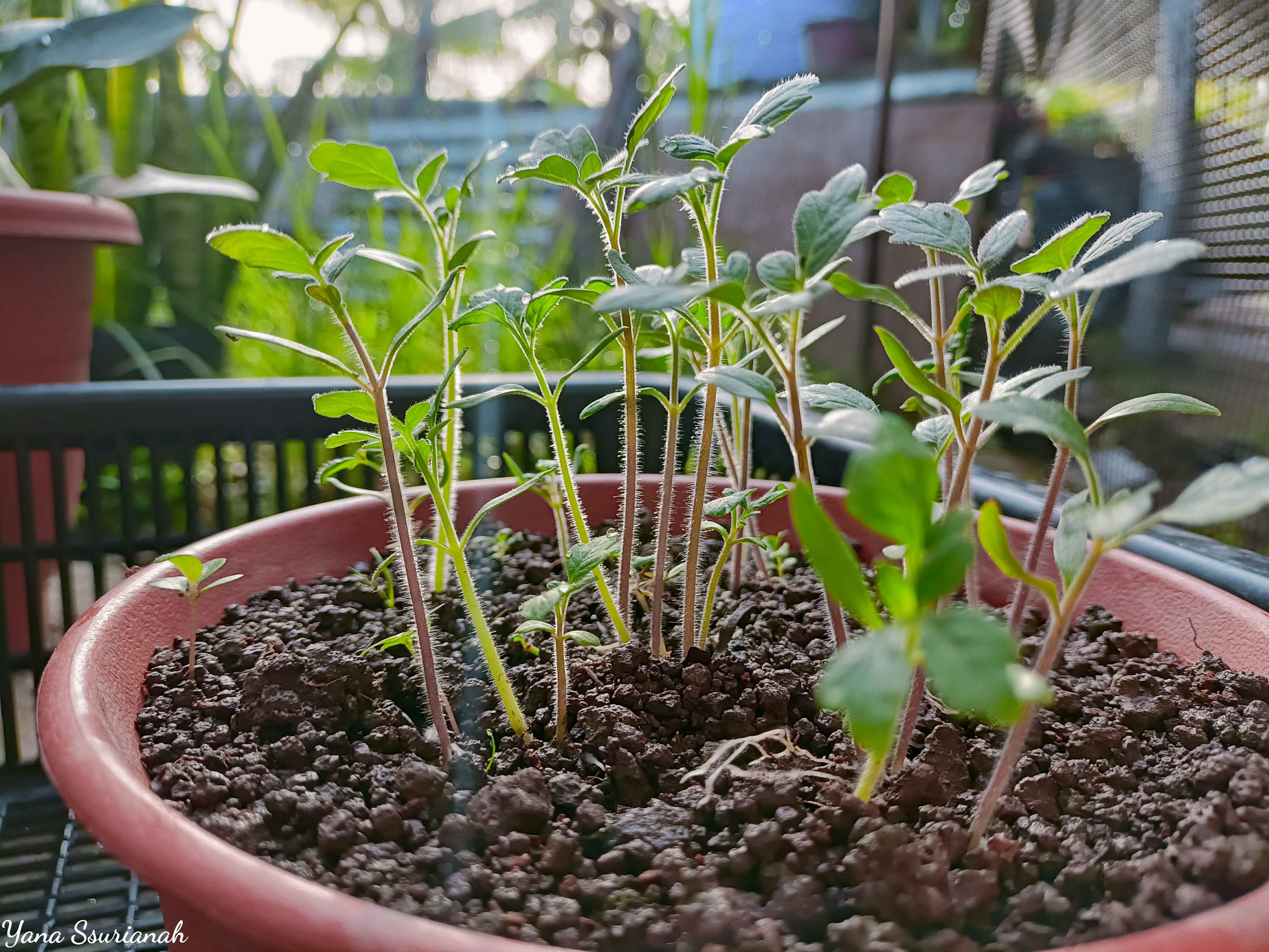 Tanam Pokok Tomato Ceri.