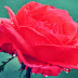 Wallpaper Dewy Red Roses On Side