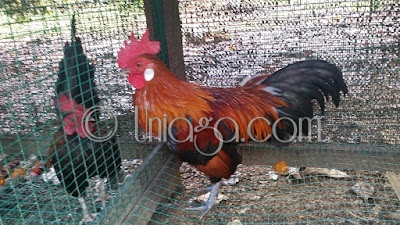  Ayam  Hutan  Untuk Dijual 2021 Uniaga Aviary