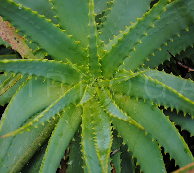 Candelabra Aloe