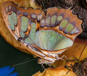 Malachite, Siproeta stelenes.  Wisley Gardens, Butterflies in the Glasshouse, 10 February 2015.