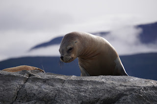 Lion de mer - Ushuaia - Canal de Beagle