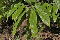 Meliosma callicarpifolia