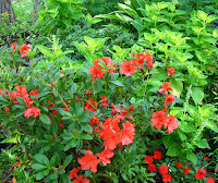 Autumn Embers Encore Azalea3