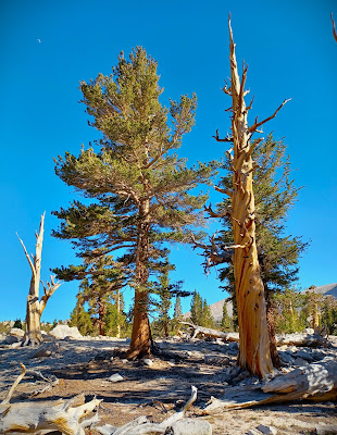 Foxtail Pine, Mount Langley, Cottonwood Lakes, Horseshoe Meadows, CA photo by Armando Ortiz