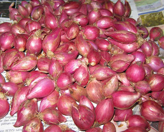  jual bibit bawang merah lokal