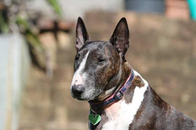 brindle-dog-breeds