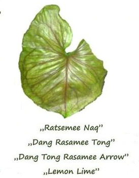 syngonium ratsemee naq