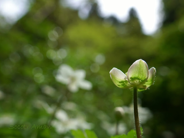 Anemone flaccida