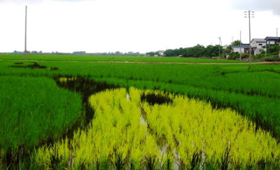 Japanese Rice Paddy Art 2010