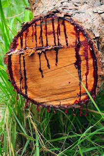 Bloodwood, Pohon Jati Yang Bisa Berdarah