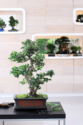 bonsai