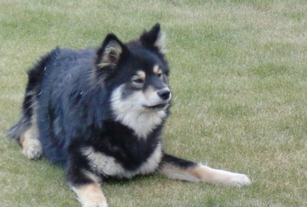 Oda 1.mai  Roxie Jackie024