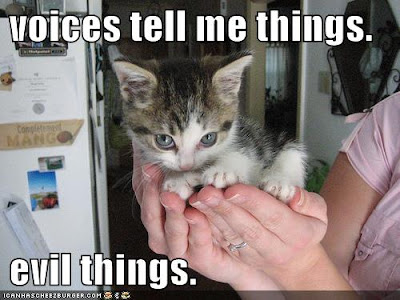 funny kitten pictures. and funny cats and kittens