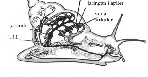 BIOLOGI SMA H Peredaran darah Pada hewan 