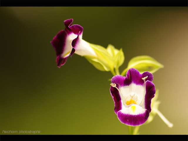 Flowers macro photography 3