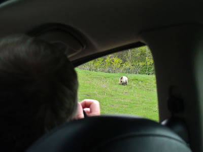 grizzly bear from car window