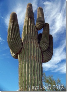 Mayo Scottsdale 004