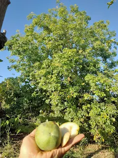 Sapote Blancos in my hand, outside green, inside white, big white seeds, in the background a big tree of it