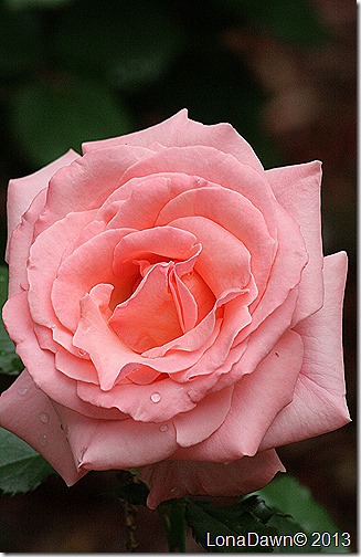 Rose_Bill_Warrnier2