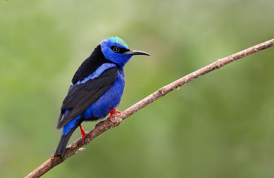 Pajarillos del paraíso - Birds of the paradise