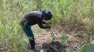 Balangeran merupakan jenis tanaman yang memiliki potensi cukup baik untuk dikembangkan dihutan rawa gambut. Balangeran salah satu jenis asli rawa gambut yang mempunyai pertumbuhan relatif lebih cepat dibandingkan jenis-jenis tumbuhan rawa gambut lainnya yang pada umumnya lambat. Untuk itu, Perawatan, Pengukuran dan Pemetaan Balangeran (Shorea balangeran) perlu dilakukan